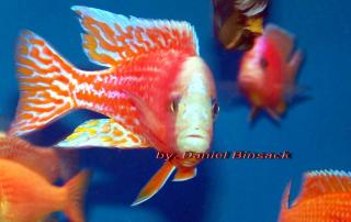 Aulonocara fire fish