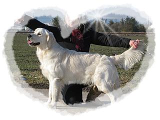 Golden Retriever Deckrüde Intern. Champion