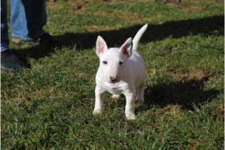 Miniatur Bullterrier Rüde