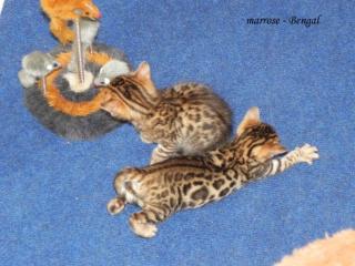 Süße Bengal Kitten suchen liebevolles Zuhause