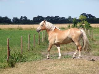 Lieber Haflinger sucht ein neues Zuhause