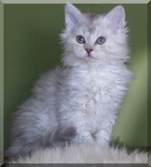 Starsky Hutch Selkirk Rex Brüder sind auf der Suche .