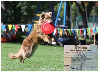 Border-Collie-Treffen am 7. Mai im Neckar-Odenwald-Kreis