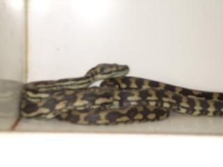 Teppichpython, morelia spilota variegata