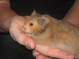 2 kleine Teddyhamster