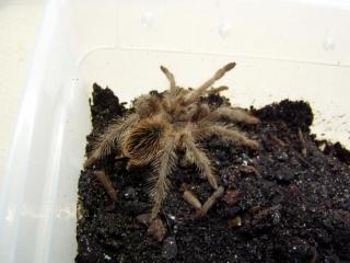 Lasiodora striatipes