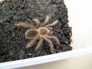 Lasiodora difficilis