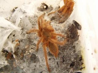 Chilobrachys cf. andersoni