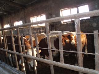 Stiere verkauft / I sell bulls for slaughter 400-600 Kg