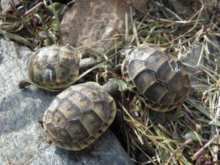 Maurische Landschildkröten NZ 2021 und 2021