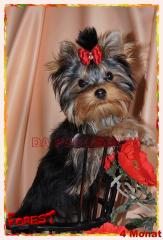 Yorkshire Terrier