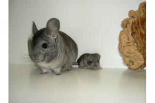 Chinchillas aus Hobbyzucht