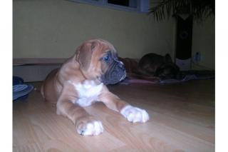 Boxerwelpen