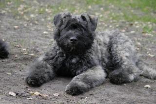 Bouvier des Flandres Welpen