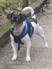 Jack Russel Terrier Hündin sucht liebv. Zuhause