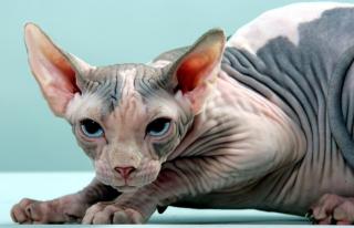 Canad. Top Sphynx jetzt mit veterinär kompl. Paket