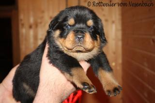 Rottweilerwelpen vom Nesenbach