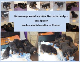 Wunderschöne reinrassige Rottweilerwelpen aus Speyer suchen liebevolles zu Hause