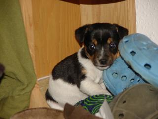 Der besondere Jack Russell Terrier