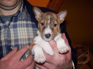 Basenji Welpen