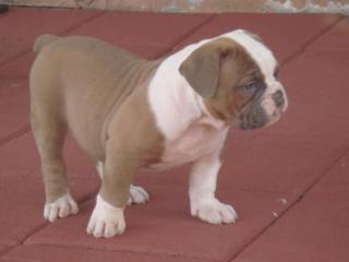 American Bulldog Welpen