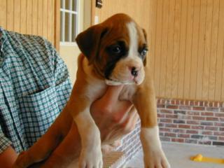 Boxer welpen