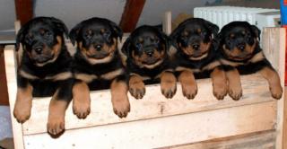 Rottweiler aus Ungarn