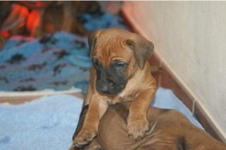 Prächtige Rhodesian Ridgeback Welpen mit Papieren