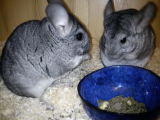 2 jahre alte Standard CHINCHILLA Böckchen DRINGEND