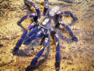 Poecilotheria Metallica mit Terra