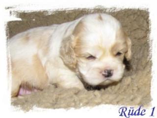 Ami. Cocker - Shih Tzu Babys