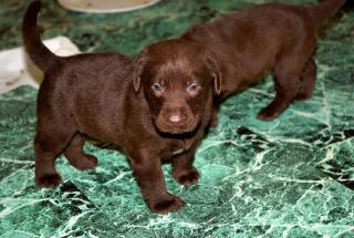 Schokolade labrador retriever welpen mit papieren