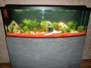 450 l Panorama Aquarium komplett