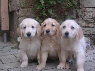 Golden Retriever Welpen