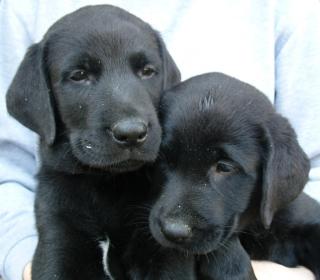 Wunderschöne schwarze Labrador Welpen