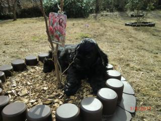 American Cocker Spaniel -Welpen-