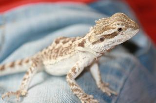 Streifenköpfige Bartagame oder Farbbartagame Pogona vitticeps 9 Monate