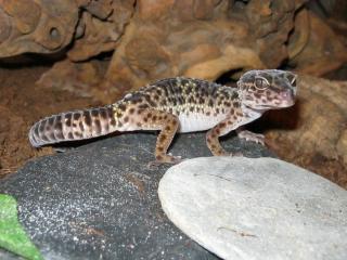 Verkaufe Leopardgecko mit Terraium und zubehör