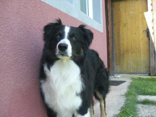 Australian Shepherd Deckrüde aus gesunden Linien