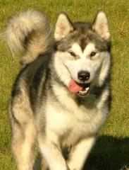 Alaskan Malamute Welpen - MEHR Power als ein Husky