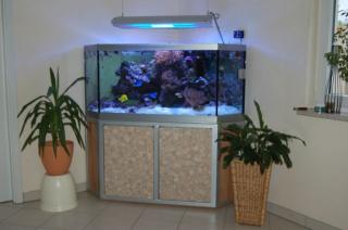 Meerwasser Aquarium Eckbecken