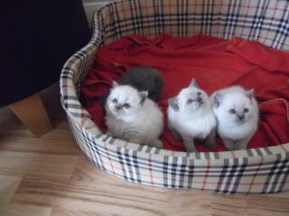 BKH Kitten blue point Katzenbabys