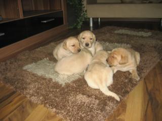 Labradorwelpen in Blond