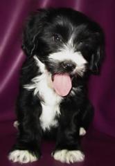 Tibet Terrier Welpen mit Papieren