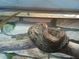 4 Boa constrictor imperator