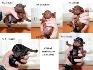 Zwergpinscher Welpen von Pinscho sind da