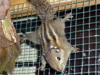 Chin. Baumstreifenhörnchen