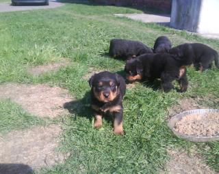 Wir sind noch 4 reinrassige Rottweilerwelpen die ein neues zu Hause suchen, 2Rüde