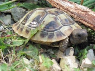 Griechische Landschildkröten