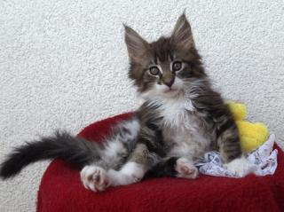 Maine Coon Kitten Katze